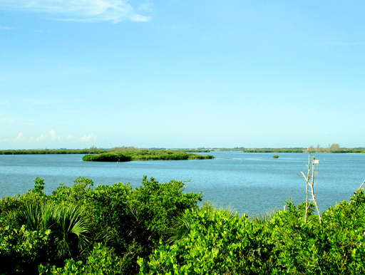 Natural shoreline along the Indian River Lagoon